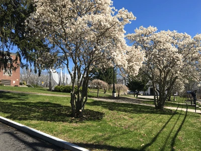 Flowering Trees Wellesley Hills