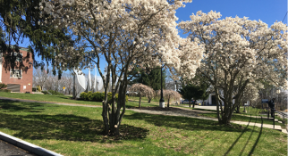 MassBay campus with flowering white trees